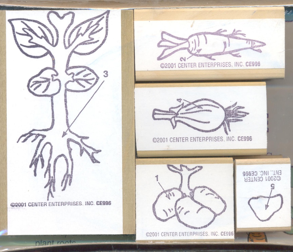 Lifecycle Stamp Set, Plant Roots Stamp(1.75''x2.2''-2''x3.5'')(4.4cmx5.5cm-5cmx8.8cm)