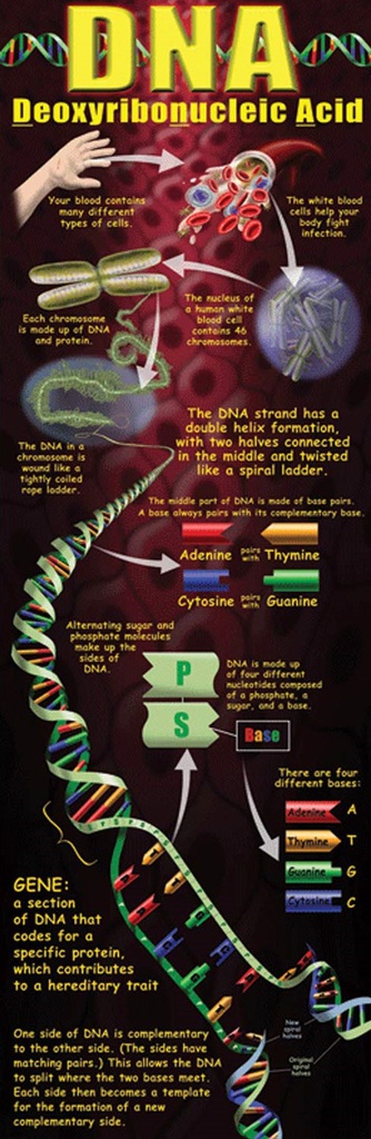 DNA COLOSSAL POSTER MIDDLE UPPER GRADE (5'-1.6m)  (1pc)