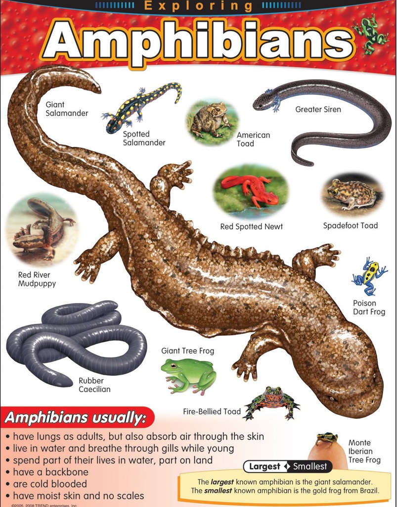 Exploring Amphibians Chart (55cmx 43cm)(22''x17'')
