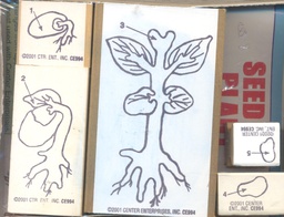 [CEX994] Lifecycle Stamp Set, Seed to Plant(2.5''x2'')(6.3cmx5cm)(3+yrs)