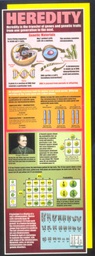 [MCXV1708] Heredity Colossal Poster Middle / Upper Grades (5.5'-167.6cm) (1pc)