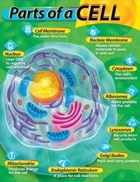 [TX38086] Parts of a Cell Chart (55cmx 43cm)