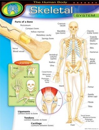 [T38093] The Human Body–Skeletal System Chart 17''x22''(43cmx55cm)